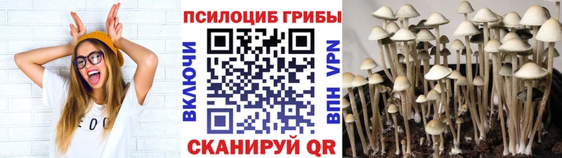 закладки  Злынка  Псилоцибиновые грибы Magic Shrooms 